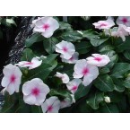 Vinca